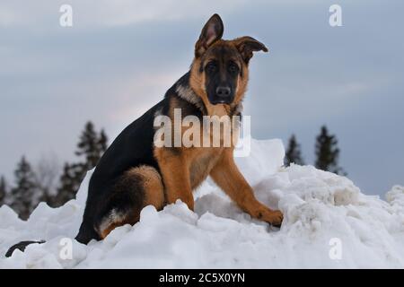 Deutscher Schäferhund sitzt im Winter im weißen Schnee Stockfoto