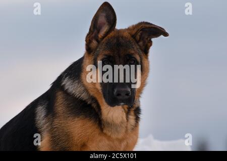 Deutscher Schäferhund Nahaufnahme Porträt im Winter Stockfoto