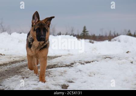 Deutscher Schäferhund im Winter im weißen Schnee Stockfoto