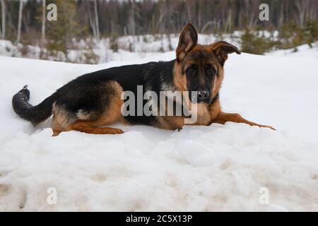 Deutscher Hirte im Winter im Schnee liegend Stockfoto