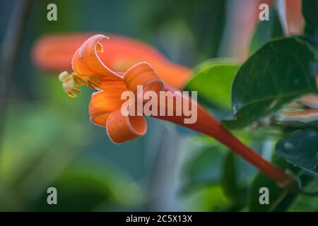 Diese orange Blume aus der bignonia Rebe bildet einen tollen Hintergrund Stockfoto