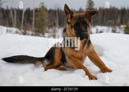 Deutscher Schäferhund im Winter im Schnee Stockfoto