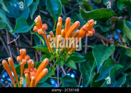 Die Rebsorte bignonia erweckt jeden Garten zum Leben Stockfoto