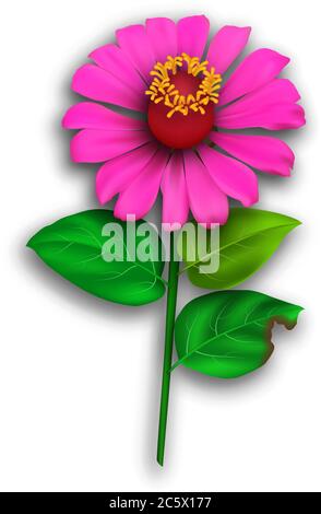 Eine magentafarbene Zinnia Blume mit einigen Blättern in detailreicher realistischer Vektorgrafik Stock Vektor