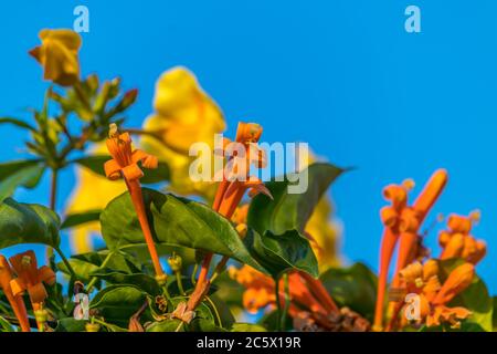 Perfekte Farbkombination in der Natur inklusive einem perfekten blauen Himmel Stockfoto