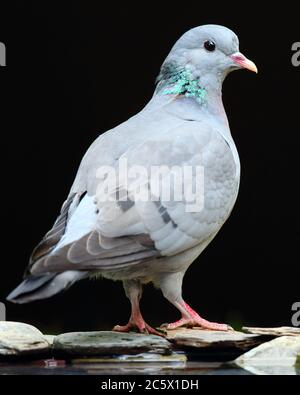 Porträt der Stock Dove (Columba oenas), Vogel am Wasser, mit unterbelichteten dunklen Hintergrund. Derbyshire, Großbritannien 2020 Stockfoto