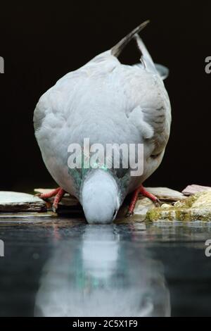 Spiegelung des Alkoholkonsums der erwachsenen Taube (Columba oenas). Niedrig formatiges Porträt mit unterbelichteten Hintergrund. Großbritannien, Juni 2020 Stockfoto