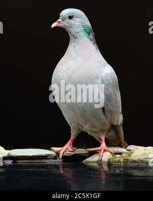 Spiegelung des Alkoholkonsums der erwachsenen Taube (Columba oenas). Niedrig formatiges Porträt mit unterbelichteten Hintergrund. Großbritannien, Juni 2020 Stockfoto