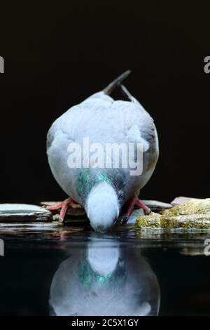 Spiegelung des Alkoholkonsums der erwachsenen Taube (Columba oenas). Niedrig formatiges Porträt mit unterbelichteten Hintergrund. Großbritannien, Juni 2020 Stockfoto