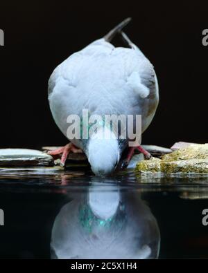 Spiegelung des Alkoholkonsums der erwachsenen Taube (Columba oenas). Niedrig formatiges Porträt mit unterbelichteten Hintergrund. Großbritannien, Juni 2020 Stockfoto