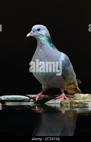 Spiegelung des Alkoholkonsums der erwachsenen Taube (Columba oenas). Niedrig formatiges Porträt mit unterbelichteten Hintergrund. Großbritannien, Juni 2020 Stockfoto