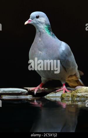 Spiegelung des Alkoholkonsums der erwachsenen Taube (Columba oenas). Niedrig formatiges Porträt mit unterbelichteten Hintergrund. Großbritannien, Juni 2020 Stockfoto