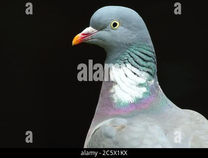 "Low key" Porträt von Common Wood Pigeon (Columba palumbus). Kopfbild, zeigt Halsgefieder. Derbyshire, Großbritannien 2020 Stockfoto