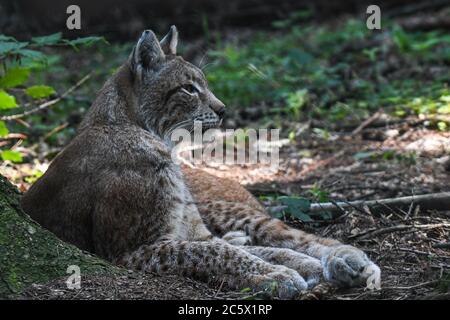 Luchs-Bobcat im Wald Stockfoto