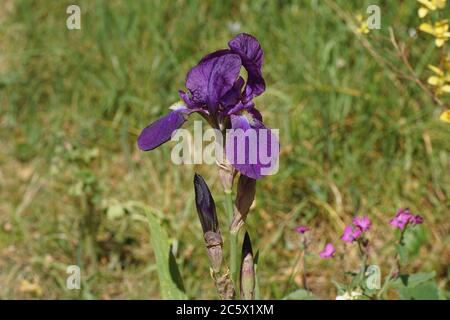 Bärtige Iris oder die deutsche bärtige Iris (Iris germanica) blüht in einem holländischen Garten. Familie Iridaceae. Frühling, Bergen, Niederlande April Stockfoto