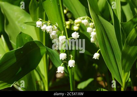 Maiglöckchen (Convallaria majalis) mit süß duftenden, hängenden, glockenförmigen weißen Blüten in einem holländischen Garten. Amaryllis Familie Amaryllidaceae. Stockfoto