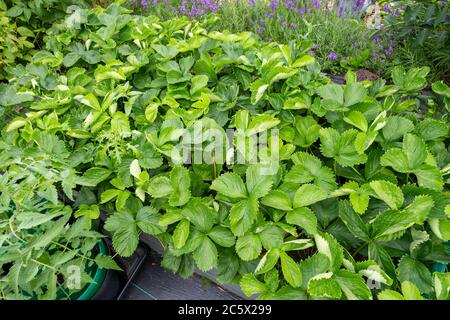 Erdbeeren Pflanzen wachsen in einem Garten Stockfoto