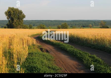 Landschaft mit Blick auf eine unbefestigte Straße durch ein Weizenfeld Stockfoto