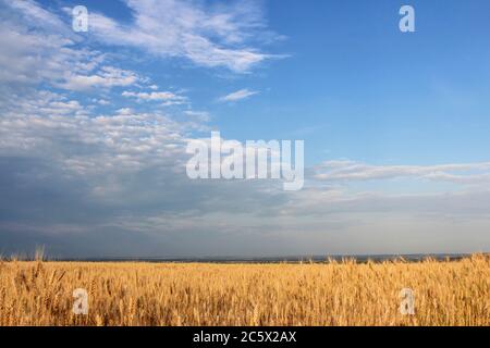 Landschaft mit Blick auf einen bewölkten Himmel über einem Weizenfeld Stockfoto