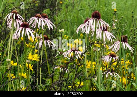 Echinacea pallida Gruppe juli blüht Stockfoto