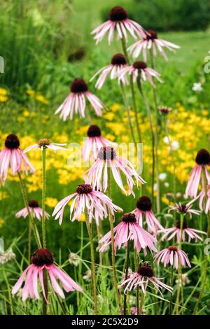 Echinacea pallida im Garten Stockfoto