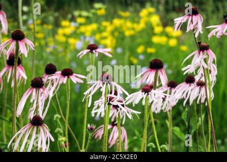 Krautige Grenze Echinacea pallida Bett Stockfoto