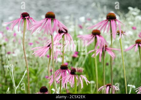 Echinacea pallida rosa Blüten Lila Kegelblumen Stockfoto