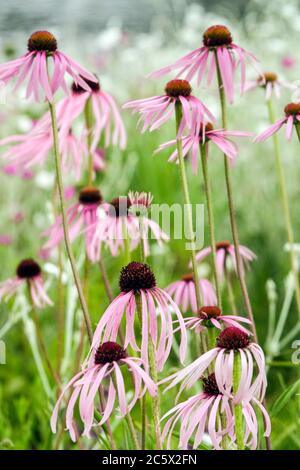 Echinacea pallida Stockfoto