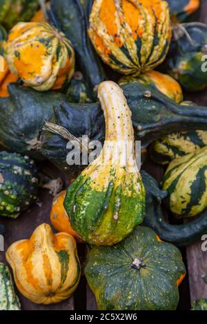 Eine Auswahl von Kürbissen zum Verkauf auf einem Marktstand Stockfoto