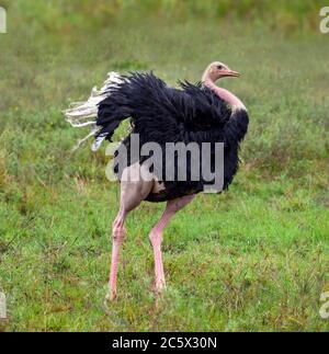 Strauß (Struthio camelus). Männlicher Strauß mit Balztanz, Nairobi National Park, Kenia, Ostafrika Stockfoto