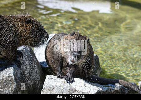 Nutria spielen im Wasser Stockfoto