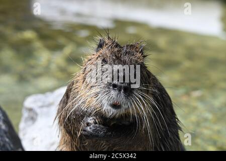 Nutria spielen im Wasser Stockfoto