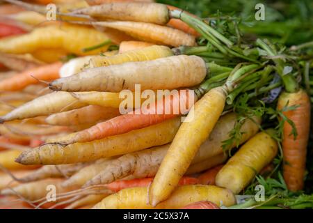Verschiedene farbige Karotten zum Verkauf auf einem Marktstand Stockfoto