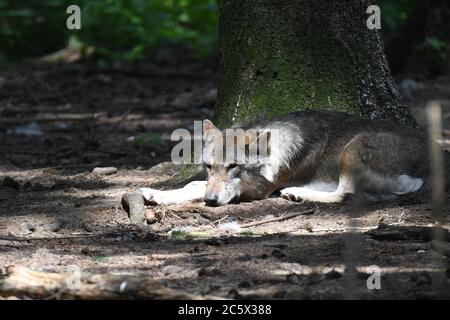 wolf ruht unter einem Baum Stockfoto