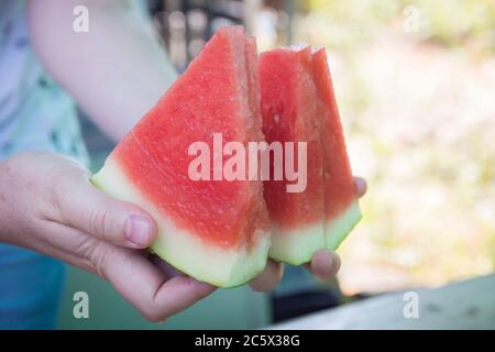 Frau mit Scheiben frischer Wassermelone (Citrullus lanatus) auf beiden Händen. Stockfoto