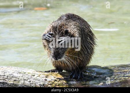 Nutria spielen im Wasser Stockfoto