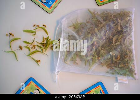 Tilia Platyphyllos (großblättrige Limette oder großblättrige Linde) Blume im Beutel Stockfoto