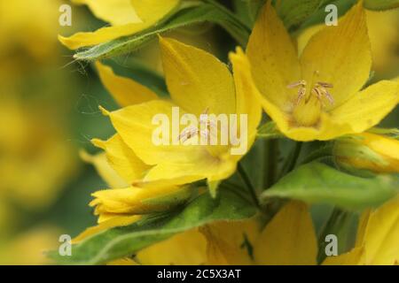 Extreme Nahaufnahme der leuchtend gelben Blüten der mehrjährigen Pflanze Lysimachia punctata, auch bekannt als Loosestrife. Selektiver Fokus. Stockfoto