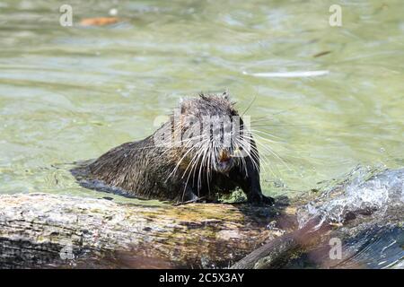 Nutria spielen im Wasser Stockfoto