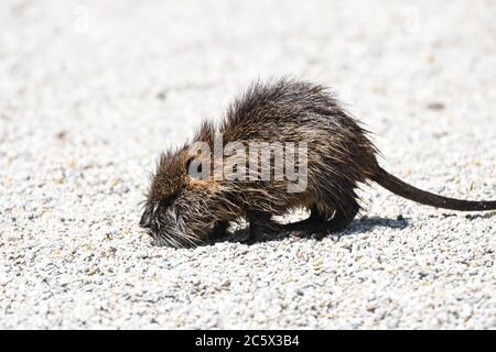 Nutria spielen im Wasser Stockfoto