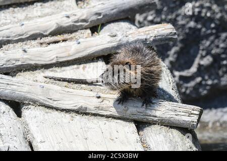 Nutria spielen im Wasser Stockfoto