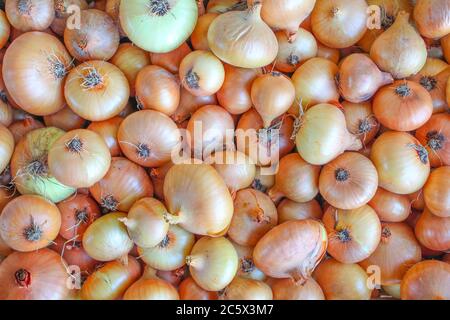 Voller Rahmen von hausgemachten, Bio- und frischen Zwiebeln. Roh und voller Proteine Stockfoto
