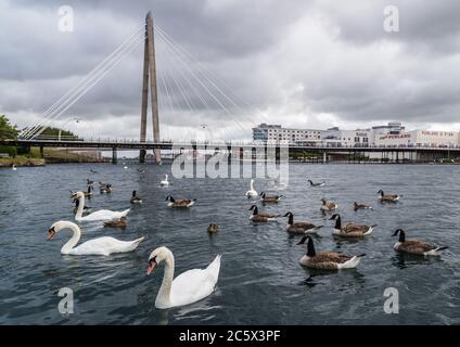 Schwäne und Gänse auf Southport Marina gefangen im Juli 2020. Stockfoto