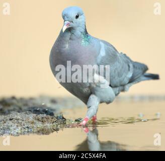 Stock Dove (Columba oenas), Reflexion beim Trinken aus schlammigem Pool. Derbyshire, Großbritannien 2020 Stockfoto