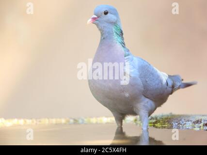 Stock Dove (Columba oenas), Reflexion beim Trinken aus schlammigem Pool. Derbyshire, Großbritannien 2020 Stockfoto