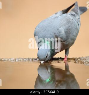 Stock Dove (Columba oenas), Reflexion beim Trinken aus schlammigem Pool. Derbyshire, Großbritannien 2020 Stockfoto