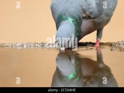 Stock Dove (Columba oenas), Reflexion beim Trinken aus schlammigem Pool. Derbyshire, Großbritannien 2020 Stockfoto