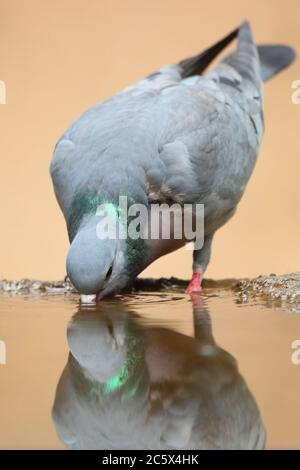 Stock Dove (Columba oenas), Reflexion beim Trinken aus schlammigem Pool. Derbyshire, Großbritannien 2020 Stockfoto