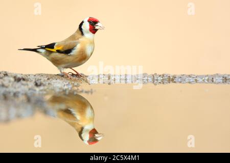 Erwachsener europäischer Goldfink (Carduelis carduelis) Reflexion während unten aus Schlamm Pool zu trinken. Derbyshire, Großbritannien, Frühjahr 2020 Stockfoto