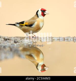 Erwachsener europäischer Goldfink (Carduelis carduelis) Reflexion während unten aus Schlamm Pool zu trinken. Derbyshire, Großbritannien, Frühjahr 2020 Stockfoto